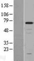 CHGA / Chromogranin A Protein - Western validation with an anti-DDK antibody * L: Control HEK293 lysate R: Over-expression lysate