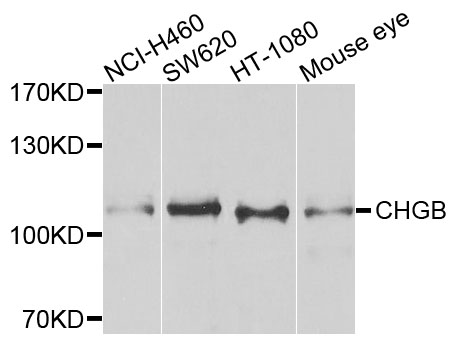 CHGB / Chromogranin B Antibody - Western blot analysis of extracts of various cells.