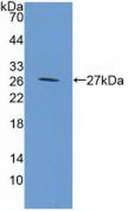 CHI3L1 / YKL-40 Antibody - Western Blot; Sample: Recombinant GP39, Mouse.
