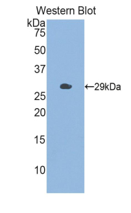 CHI3L1 / YKL-40 Antibody - Western blot of recombinant CHI3L1 / YKL-40.  This image was taken for the unconjugated form of this product. Other forms have not been tested.