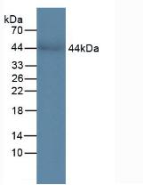 CHI3L1 / YKL-40 Antibody - Western Blot; Sample: Human Serum.