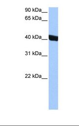 CHI3L1 / YKL-40 Antibody - HEPG2 cell lysate. Antibody concentration: 0.5 ug/ml. Gel concentration: 12%.  This image was taken for the unconjugated form of this product. Other forms have not been tested.