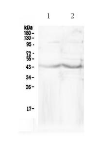 CHI3L1 / YKL-40 Antibody - Western blot - Anti-CHI3L1/Gp 39 Picoband Antibody