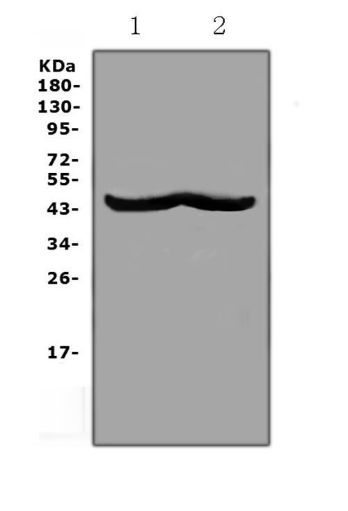CHI3L1 / YKL-40 Antibody - Western blot analysis of CHI3L1 using anti-CHI3L1 antibody. Electrophoresis was performed on a 5-20% SDS-PAGE gel at 70V (Stacking gel) / 90V (Resolving gel) for 2-3 hours. The sample well of each lane was loaded with 50ug of sample under reducing conditions. Lane 1: mouse RAW264. 7 whole cell lysates,Lane 2: mouse HEPA1-6 whole cell lysates. After Electrophoresis, proteins were transferred to a Nitrocellulose membrane at 150mA for 50-90 minutes. Blocked the membrane with 5% Non-fat Milk/ TBS for 1.5 hour at RT. The membrane was incubated with rabbit anti-CHI3L1 antigen affinity purified polyclonal antibody at 0.5 ug/mL overnight at 4?, then washed with TBS-0.1% Tween 3 times with 5 minutes each and probed with a goat anti-rabbit IgG-HRP secondary antibody at a dilution of 1:10000 for 1.5 hour at RT. The signal is developed using an Enhanced Chemiluminescent detection (ECL) kit with Tanon 5200 system. A specific band was detected for CHI3L1 at approximately 43KD. The expected band size for CHI3L1 is at 43KD.