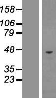 CHI3L1 / YKL-40 Protein - Western validation with an anti-DDK antibody * L: Control HEK293 lysate R: Over-expression lysate