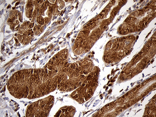 CHIA / Amcase Antibody - Immunohistochemical staining of paraffin-embedded Human gastric tissue within the normal limits using anti-CHIA mouse monoclonal antibody. (Heat-induced epitope retrieval by 1mM EDTA in 10mM Tris buffer. (pH8.5) at 120°C for 3 min. (1:2000)