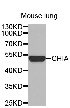 CHIA / Amcase Antibody - Western blot analysis of extracts of Mouse lung cell line, using CHIA antibody.