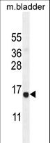 CHIC2 Antibody - CHIC2 Antibody western blot of mouse bladder tissue lysates (35 ug/lane). The CHIC2 antibody detected the CHIC2 protein (arrow).