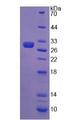 AMH / Anti-Mullerian Hormone Protein - Recombinant Anti-Mullerian Hormone (AMH) by SDS-PAGE
