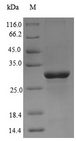 ANOS1 / Anosmin Protein - (Tris-Glycine gel) Discontinuous SDS-PAGE (reduced) with 5% enrichment gel and 15% separation gel.