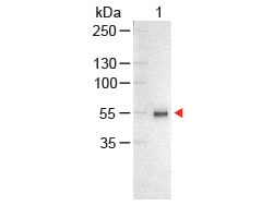 Human IgG Antibody - Human IgG (H&L) Antibody Alkaline Phosphatase Conjugated Western Blot. Western Blot of Chicken anti-Human IgG Antibody Alkaline Phosphatase Conjugated Lane 1: Human IgG Load: 100 ng per lane Secondary antibody: Human IgG (H&L) Antibody Alkaline Phosphatase Conjugated at 1:1000 for 60 min at RT Block: MB-070 for 30 min at RT Predicted/Observed size: 55 and 28 kD, 55 kD. This image was taken for the unconjugated form of this product. Other forms have not been tested.