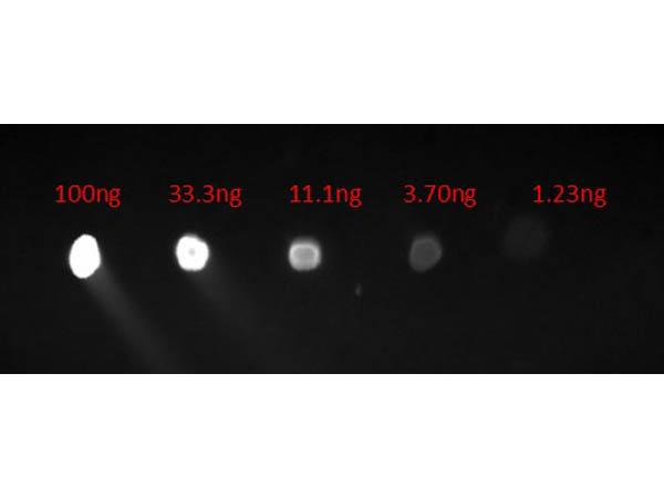 Human IgG Antibody - Dot Blot of Chicken Anti-HUMAN IgG Fluorescein Conjugated Antibody. Lane 1: 100ng. Lane 2: 33.3ng. Lane 3: 11.1ng. Lane 4: 3.7ng. Lane 5: 1.23ng. Secondary Antibody: Ch-a-Hu IgG FITC Conj 1µg/mL.