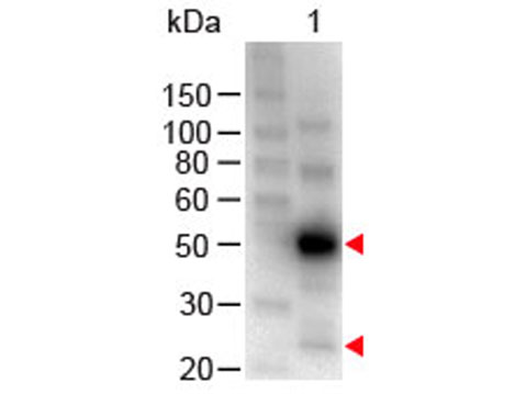 Human IgG Antibody - Western Blot - Human IgG (H&L) Antibody Peroxidase Conjugated. Western Blot of Chicken anti-Human IgG (H&L) Antibody Peroxidase Conjugated Lane 1: Human IgG Load: 100 ng per lane Secondary antibody: Human IgG (H&L) Antibody Peroxidase Conjugated at 1:1000 for 60 min at RT Block: MB-070 for 30 min at RT Predicted/Observed size: 55 and 28 kD, 55 and 28 kD. This image was taken for the unconjugated form of this product. Other forms have not been tested.