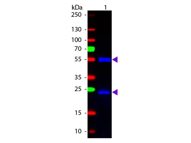 Mouse IgG Antibody - Western blot of Fluorescein conjugated Chicken Anti-Mouse IgG secondary antibody. Lane 1: Mouse IgG. Lane 2: None. Load: 50 ng per lane. Primary antibody: None. Secondary antibody: Fluorescein chicken secondary antibody at 1:1,000 for 60 min at RT. Predicted/Observed size: 25 & 55 kDa, 25 & 55 kDa for Mouse IgG. Other band(s): None.