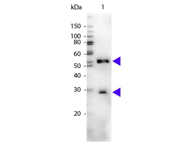 Mouse IgG Antibody - Western blot of Peroxidase conjugated Chicken Anti-Mouse IgG secondary antibody. Lane 1: Mouse IgG. Lane 2: None. Load: 50 ng per lane. Primary antibody: None. Secondary antibody: Peroxidase chicken secondary antibody at 1:1,000 for 60 min at RT. Predicted/Observed size: 25 & 55 kDa, 25 & 55 kDa for Mouse IgG. Other band(s): None.