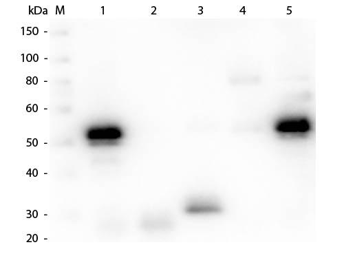 Rabbit IgG Antibody - Western Blot of Anti-Rabbit IgG (H&L) (CHICKEN) Antibody  Lane M: 3 µl Molecular Ladder. Lane 1: Rabbit IgG whole molecule  Lane 2: Rabbit IgG F(ab) Fragment  Lane 3: Rabbit IgG F(c) Fragment  Lane 4: Rabbit IgM Whole Molecule  Lane 5: Normal Rabbit Serum  All samples were reduced. Load: 50 ng per lane.