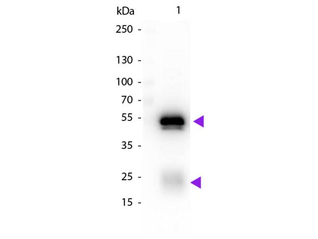 Rabbit IgG Antibody - Western Blot of Biotin Conjugated Chicken Anti-Rabbit IgG Secondary Antibody. Lane 1: Rabbit IgG. Lane 2: None. Load: 50 ng per lane. Primary antibody: Rabbit IgG Antibody biotin conjugated at 1:1,000 for 60 min at RT. Secondary antibody: Peroxidase streptavidin secondary antibody at 1:40,000 for 30 min at RT. Predicted/Observed size: 25 & 55 kDa, 25 & 55 kDa for Rabbit IgG. Other band(s): None.