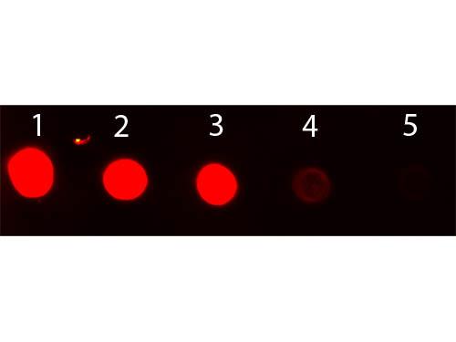 Rabbit IgG Antibody - Dot Blot of Rabbit IgG Antibody Fluorescein Conjugated. Antigen: Rabbit IgG Load: Lane 1 - 50 ng Lane 2 - 16.67 ng Lane 3 - 5.56 ng Lane 4 - 1.85 ng Lane 5 - 0.62 ng. Primary antibody: none. Secondary antibody: Rabbit IgG Antibody Fluorescein Conjugated 1:1,000 for 60 min at RT.