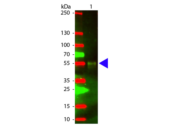 Rabbit IgG Antibody - Western Blot of Chicken anti-Rabbit IgG (H&L) Antibody Texas Red Conjugated antibody. Lane 1: Rabbit IgG. Lane 2: none. Load: 50 ng per lane. Secondary antibody: Texas Red chicken secondary antibody at 1:1000 for 60 min at RT. Block: MB-070 for 30 min at RT. Predicted/Observed size: 55 and 28 kDa/55 kDa for Rabbit IgG. Other band(s): none. This image was taken for the unconjugated form of this product. Other forms have not been tested.
