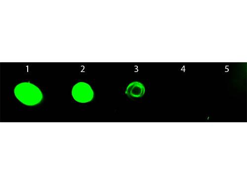 Rat IgG Antibody - Dot Blot of Chicken anti-Rat IgG Antibody Fluorescein Conjugated. Antigen: Rat IgG. Load: Lane 1 - 50 ng Lane 2 - 16.67 ng Lane 3 - 5.56 ng Lane 4 - 1.85 ng Lane 5 - 0.62 ng. Primary antibody: n/a. Secondary antibody: Chicken anti-Rat IgG Antibody Fluorescein Conjugated at 1:1,000 for 60 min at RT.