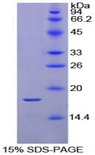 Calmodulin Protein - Recombinant Calmodulin (CAM) by SDS-PAGE