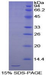 CDH1 / E Cadherin Protein - Recombinant Cadherin, Epithelial By SDS-PAGE