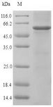 EN1 / Engrailed Protein - (Tris-Glycine gel) Discontinuous SDS-PAGE (reduced) with 5% enrichment gel and 15% separation gel.