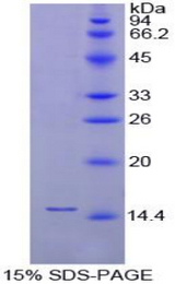 FABP1 / L-FABP Protein - Recombinant Fatty Acid Binding Protein 1, Liver By SDS-PAGE