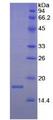 IFN Gamma / Interferon Gamma Protein - Recombinant Interferon Gamma By SDS-PAGE