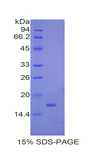 IGF1 Protein - Recombinant Insulin Like Growth Factor 1 By SDS-PAGE