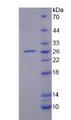 IL18 Protein - Recombinant Interleukin 18 (IL18) by SDS-PAGE