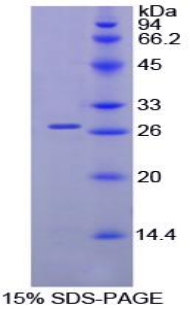 KIAA0152 / MLEC Protein - Recombinant Malectin By SDS-PAGE