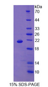 MB / Myoglobin Protein - Recombinant Myoglobin By SDS-PAGE