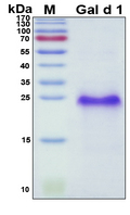 Ovomucoid / Gal d 1 Protein - SDS-PAGE under reducing conditions and visualized by Coomassie blue staining