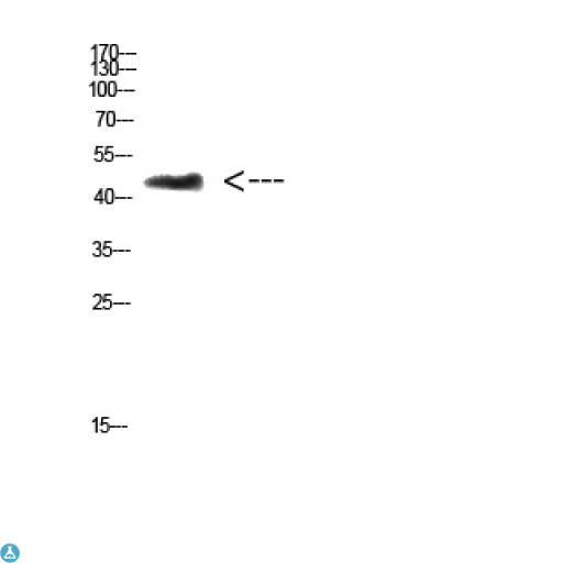 CHID1 Antibody - Western Blot (WB) analysis of 3T3 cells using Antibody diluted at 1:500.