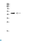 CHID1 Antibody - Western Blot (WB) analysis of 3T3 cells using Antibody diluted at 1:500.