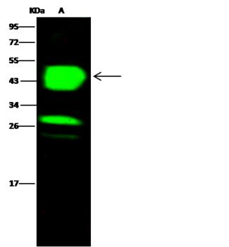 Chil3 / Chi3l3 Antibody - Anti-ChI313 rabbit polyclonal antibody at 1:500 dilution. Lane A: Mouse spleenTissue lysate. Lysates/proteins at 30 ug per lane. Secondary: Goat Anti-Rabbit IgG H&L (Dylight 800) at 1/10000 dilution. Developed using the Odyssey technique. Performed under reducing conditions. Predicted band size: 44 kDa. Observed band size: 44 kDa. (We are unsure as to the identity of these extra bands.)