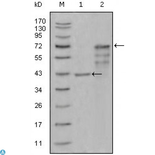 CHIT1 / Chitotriosidase Antibody - Western Blot (WB) analysis using Chitotriosidase Monoclonal Antibody against truncated Trx-CHIT1 recombinant protein (1) and truncated CHIT1 (aa22-466)-hIgGFc transfected CHO-K1 cell lysate (2).