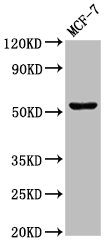 CHKA / CK / Choline Kinase Antibody - Positive Western Blot detected in MCF-7 whole cell lysate. All lanes: CHKA antibody at 3 µg/ml Secondary Goat polyclonal to rabbit IgG at 1/50000 dilution. Predicted band size: 53, 51 KDa. Observed band size: 53 KDa