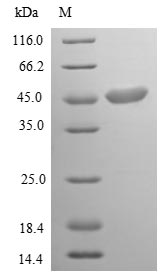 ArfA Protein - (Tris-Glycine gel) Discontinuous SDS-PAGE (reduced) with 5% enrichment gel and 15% separation gel.