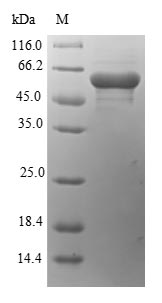 Autolysin Protein - (Tris-Glycine gel) Discontinuous SDS-PAGE (reduced) with 5% enrichment gel and 15% separation gel.