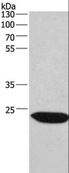 CHMP1A Antibody - Western blot analysis of Mouse lung tissue, using CHMP1A Polyclonal Antibody at dilution of 1:530.
