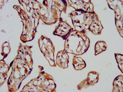 CHMP1A Antibody - IHC image of CHMP1A Antibody diluted at 1:200 and staining in paraffin-embedded human placenta tissue performed on a Leica BondTM system. After dewaxing and hydration, antigen retrieval was mediated by high pressure in a citrate buffer (pH 6.0). Section was blocked with 10% normal goat serum 30min at RT. Then primary antibody (1% BSA) was incubated at 4°C overnight. The primary is detected by a biotinylated secondary antibody and visualized using an HRP conjugated SP system.
