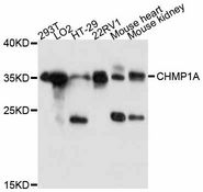CHMP1A Antibody - Western blot analysis of extracts of various cell lines, using CHMP1A antibody at 1:3000 dilution. The secondary antibody used was an HRP Goat Anti-Rabbit IgG (H+L) at 1:10000 dilution. Lysates were loaded 25ug per lane and 3% nonfat dry milk in TBST was used for blocking. An ECL Kit was used for detection and the exposure time was 60s.