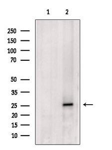 CHMP1A Antibody
