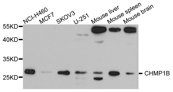 CHMP1B Antibody - Western blot analysis of extract of various cells.