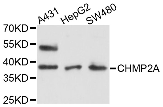 CHMP2A Antibody - Western blot analysis of extracts of various cell lines, using CHMP2A antibody at 1:1000 dilution. The secondary antibody used was an HRP Goat Anti-Rabbit IgG (H+L) at 1:10000 dilution. Lysates were loaded 25ug per lane and 3% nonfat dry milk in TBST was used for blocking. An ECL Kit was used for detection and the exposure time was 90s.