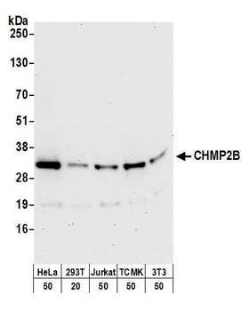 CHMP2B Antibody - Detection of human and mouse CHMP2B by western blot. Samples: Whole cell lysate (50 µg) from HeLa, Jurkat, mouse TCMK-1, and mouse NIH 3T3 and (20 µg) from 293T cells prepared using NETN lysis buffer. Antibody: Affinity purified rabbit anti-CHMP2B antibody used for WB at 0.1 µg/ml. Detection: Chemiluminescence with an exposure time of 30 seconds.