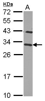 CHMP2B Antibody - Sample (30 ug of whole cell lysate) A: HepG2 12% SDS PAGE CHMP2B antibody diluted at 1:2000