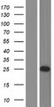 CHMP2B Protein - Western validation with an anti-DDK antibody * L: Control HEK293 lysate R: Over-expression lysate